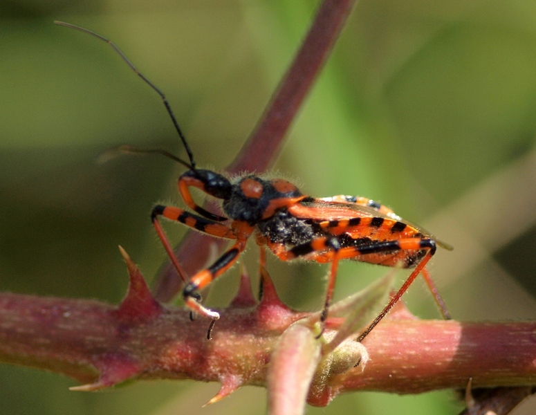 Reduviidae: Rhynocoris cf rubricus del Veneto (TV)